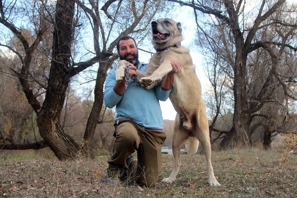 Kangal shepherd dog sitting outdoors