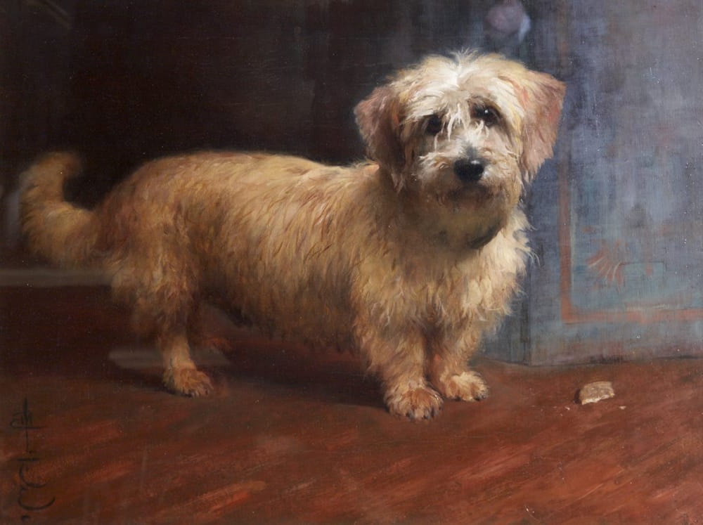 Dandie Dinmont Terrier resting indoors