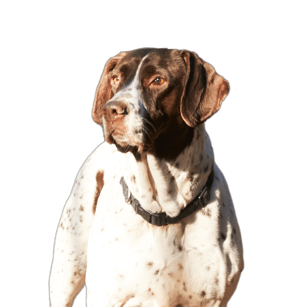 Old Danish Pointer standing side-on