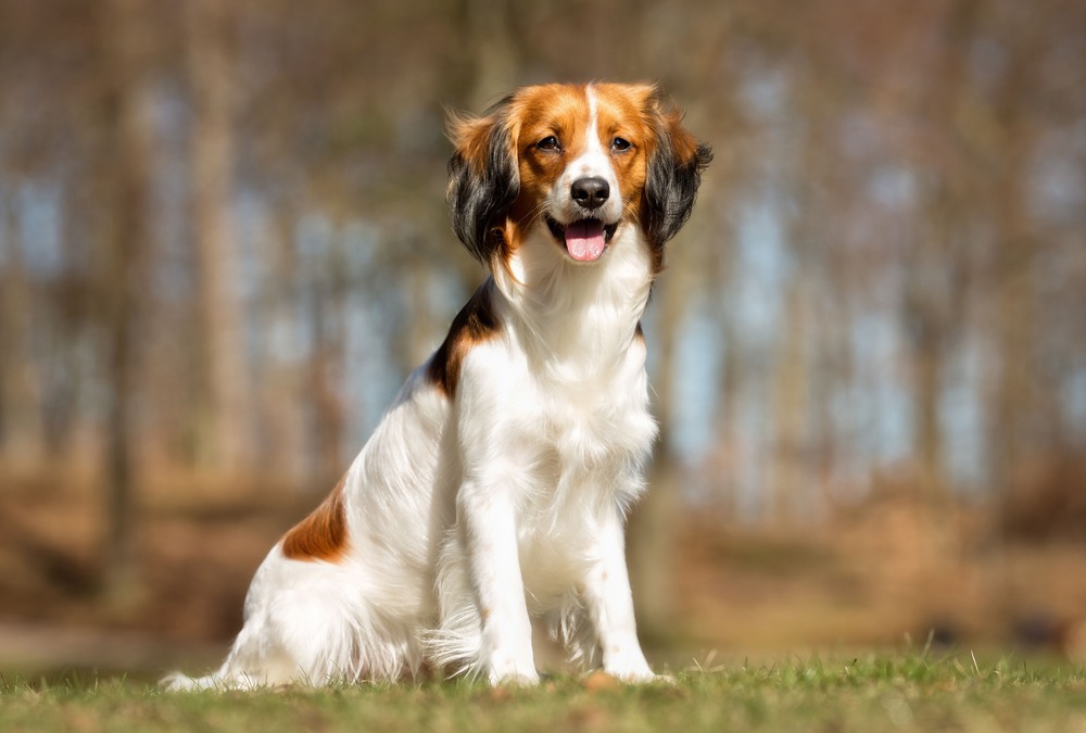Kooikerhondje lying down indoors looking up