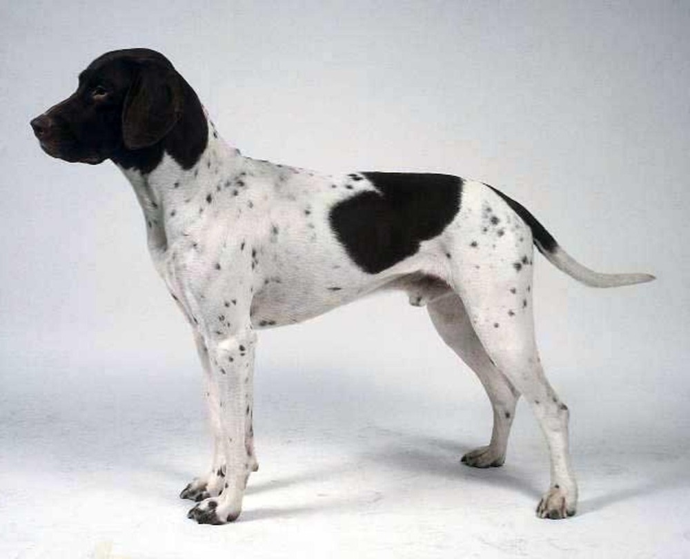 Old Danish Pointer resting calmly