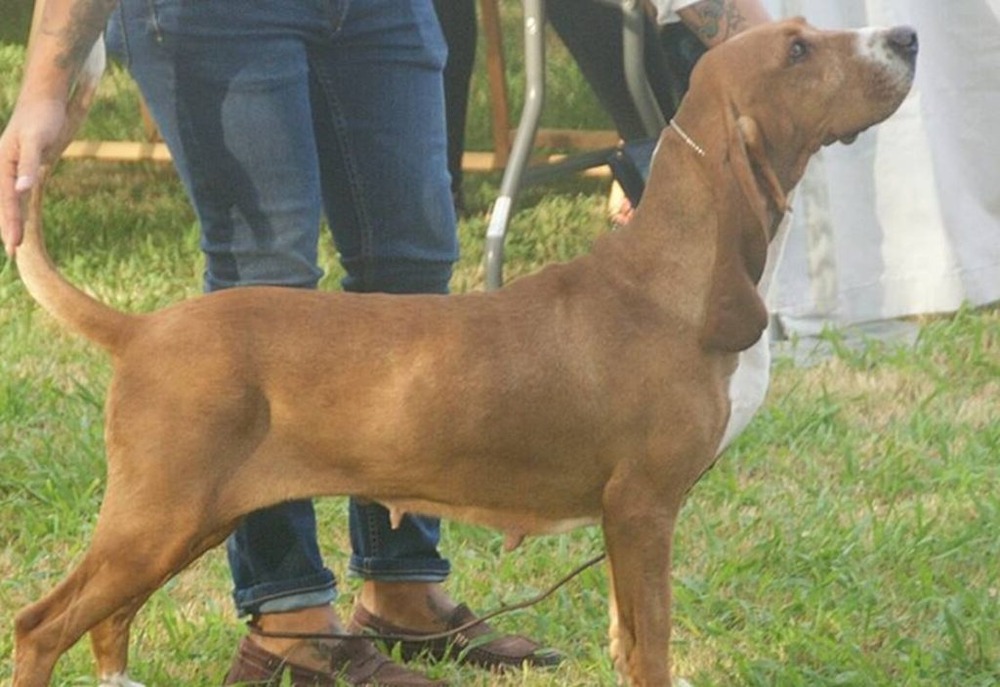 Sabueso Espanol walking on a track
