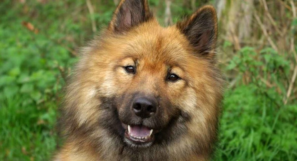 Eurasier sitting calmly in profile