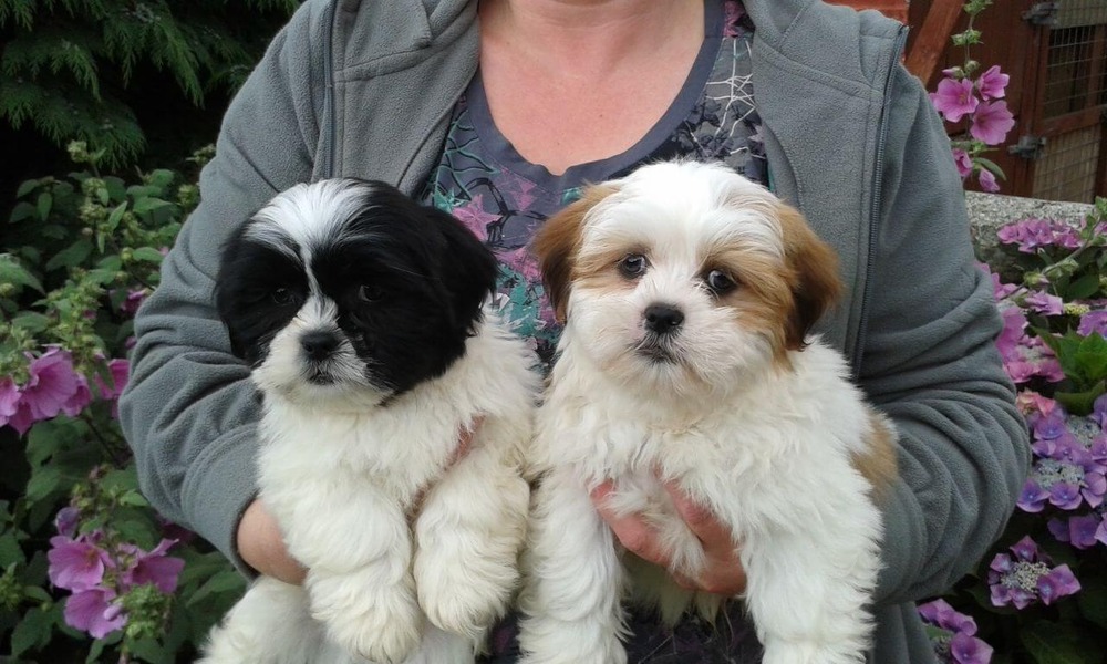 Lhasa Apso standing outdoors