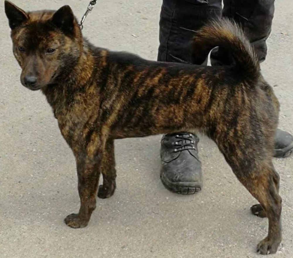 Kai Ken standing outdoors