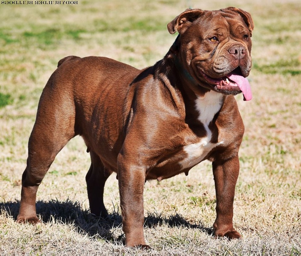 Olde English Bulldogge walking on lead