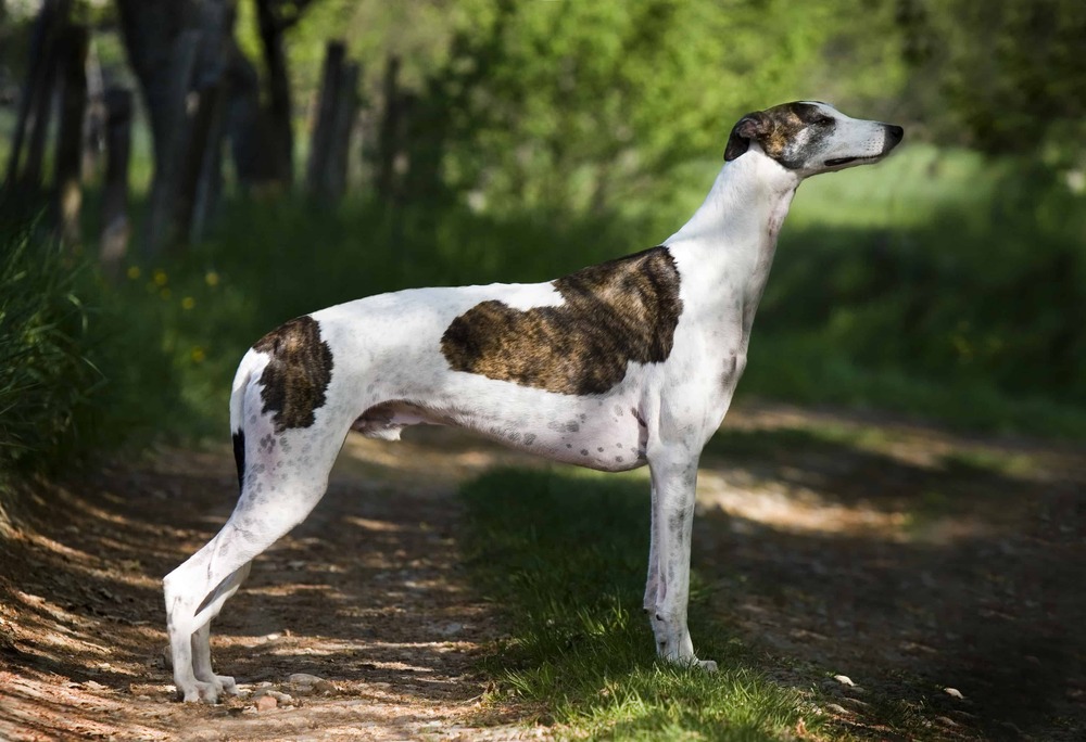 Greyhound resting on a blanket