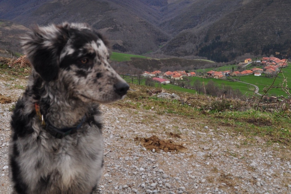 Carea Leonés walking on grass
