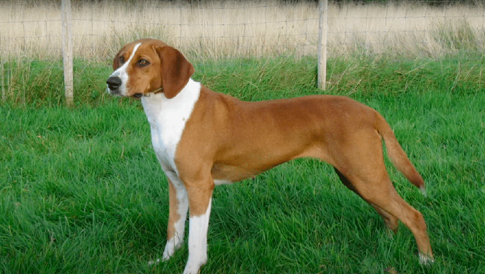 Deutsche Bracke standing on a natural surface