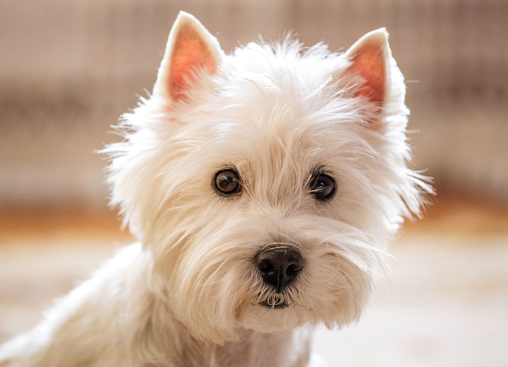 West Highland White Terrier walking on lead