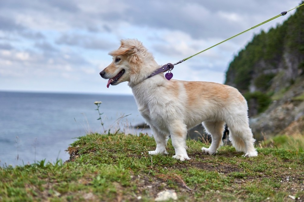 Small dog looking attentive in a garden