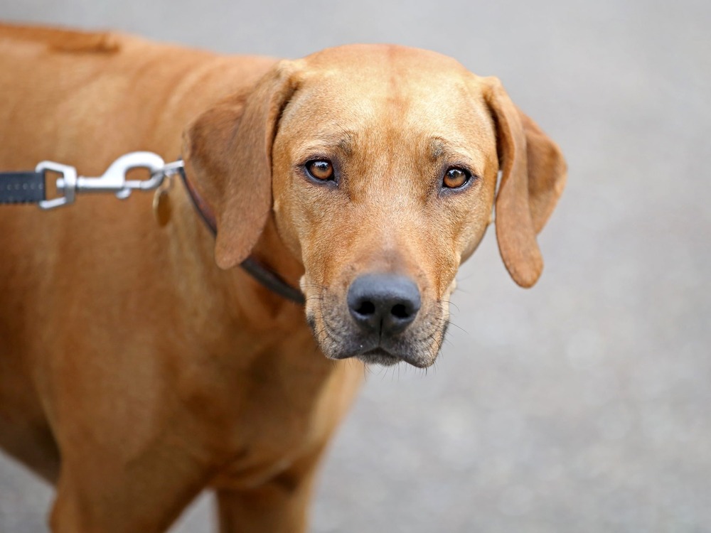 Rhodesian Ridgeback sitting calmly outdoors