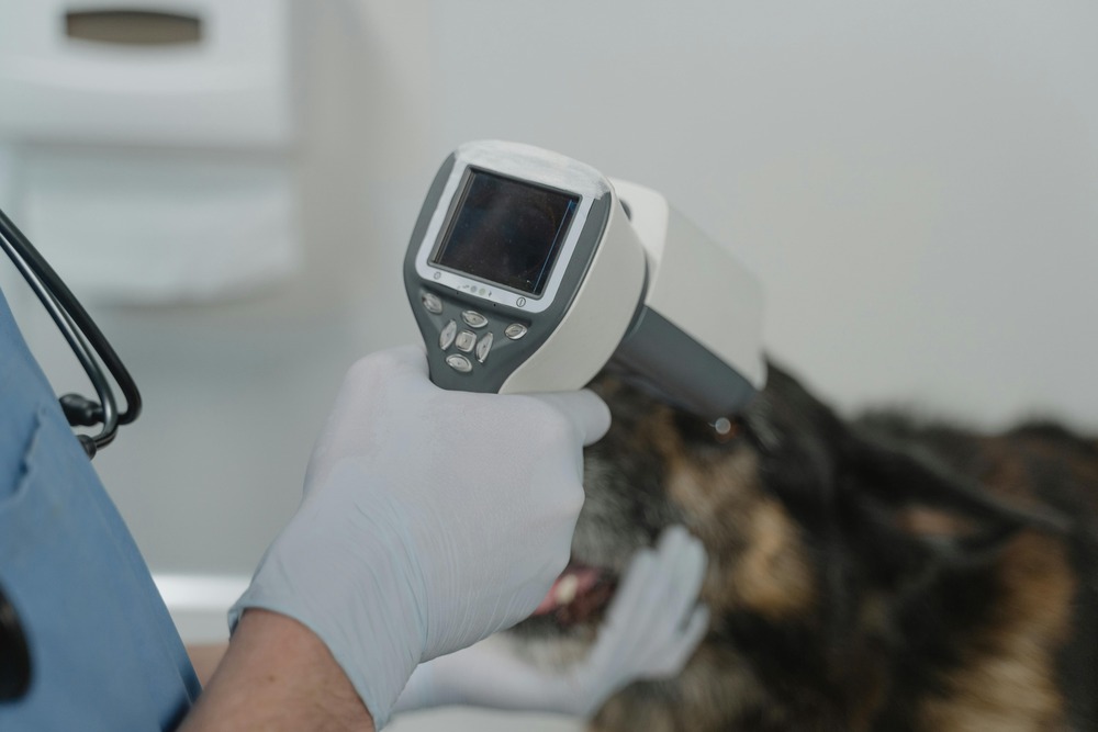 Veterinary team preparing to examine a dog