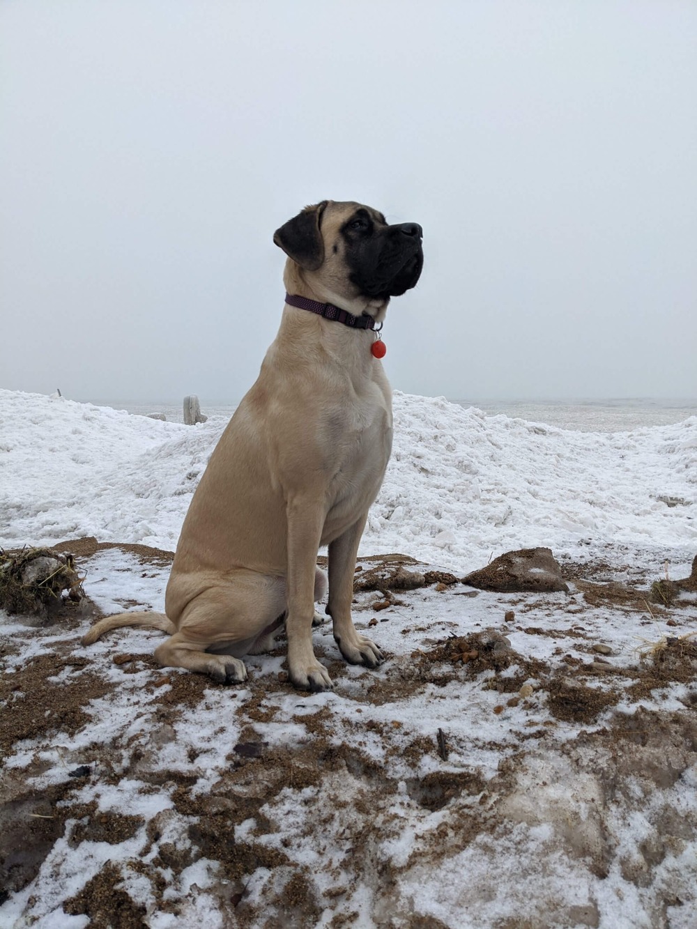 Mastiff standing outdoors