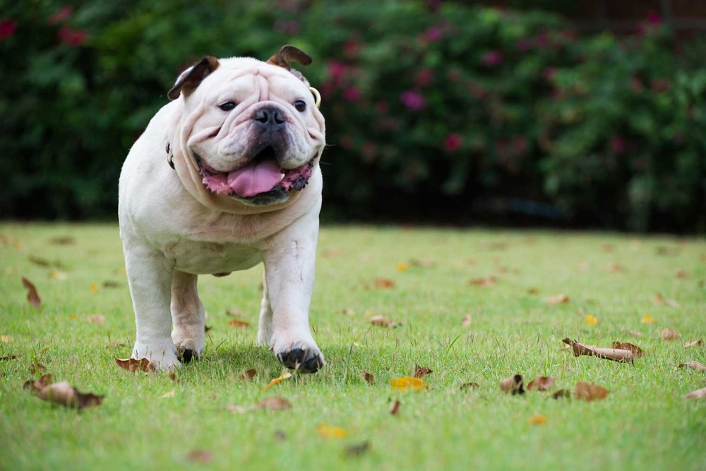 Flat-faced dog resting with mouth slightly open