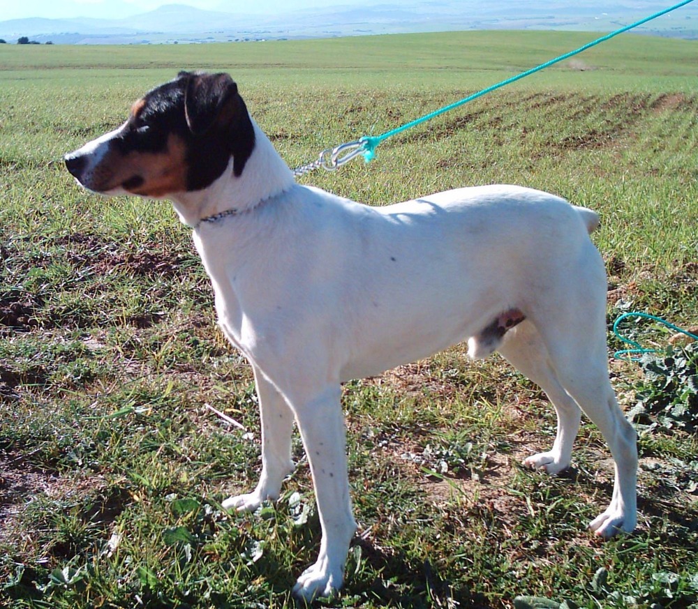 Ratonero Valenciano standing alert outdoors