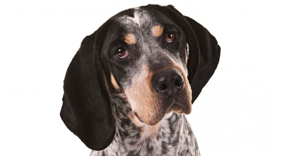 Bluetick Coonhound standing outdoors