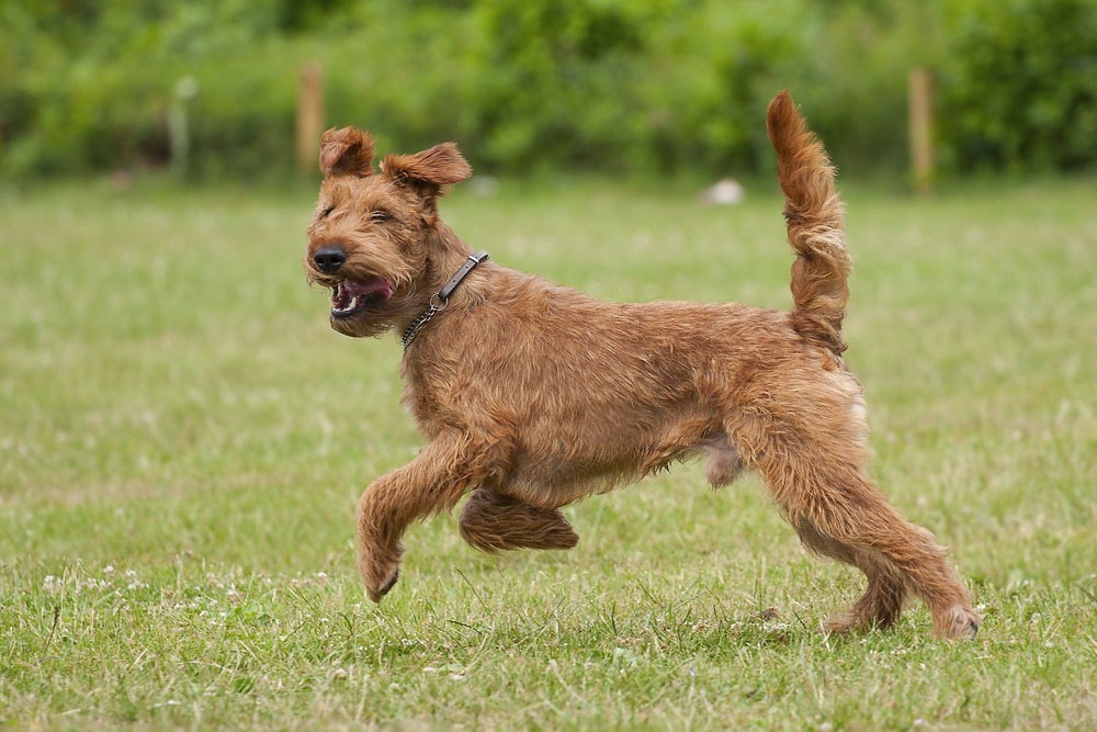 Irish Terrier sitting alert in a garden