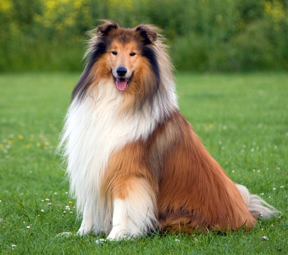 Collie standing side-on in a grassy area