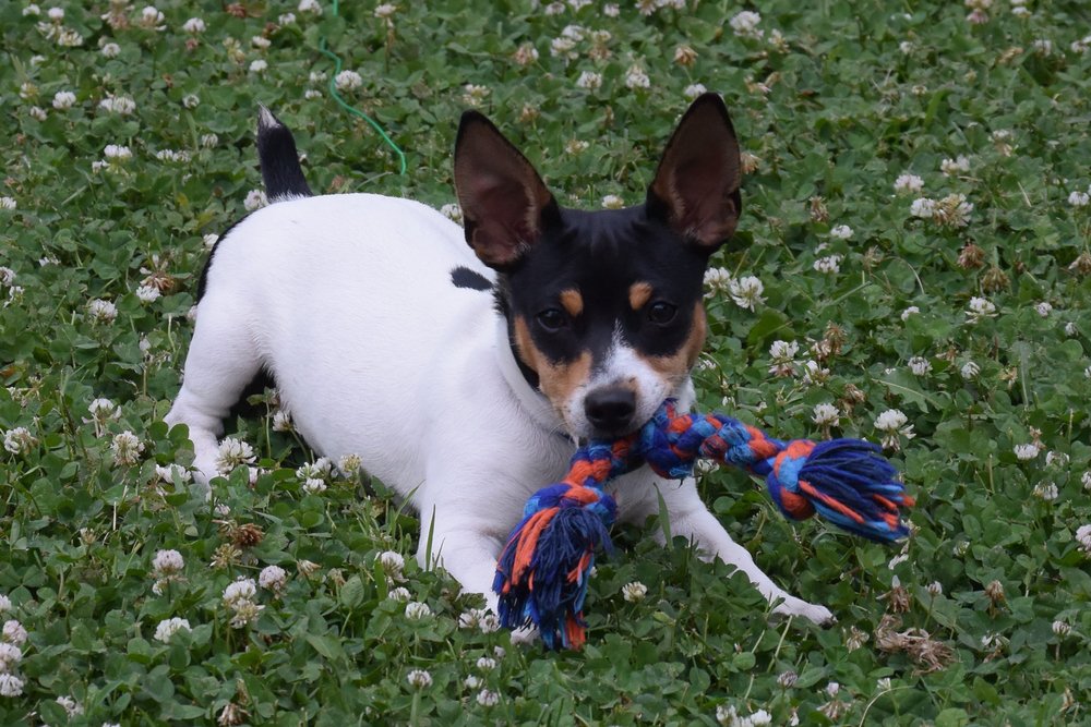 Small terrier with short coat and sturdy build