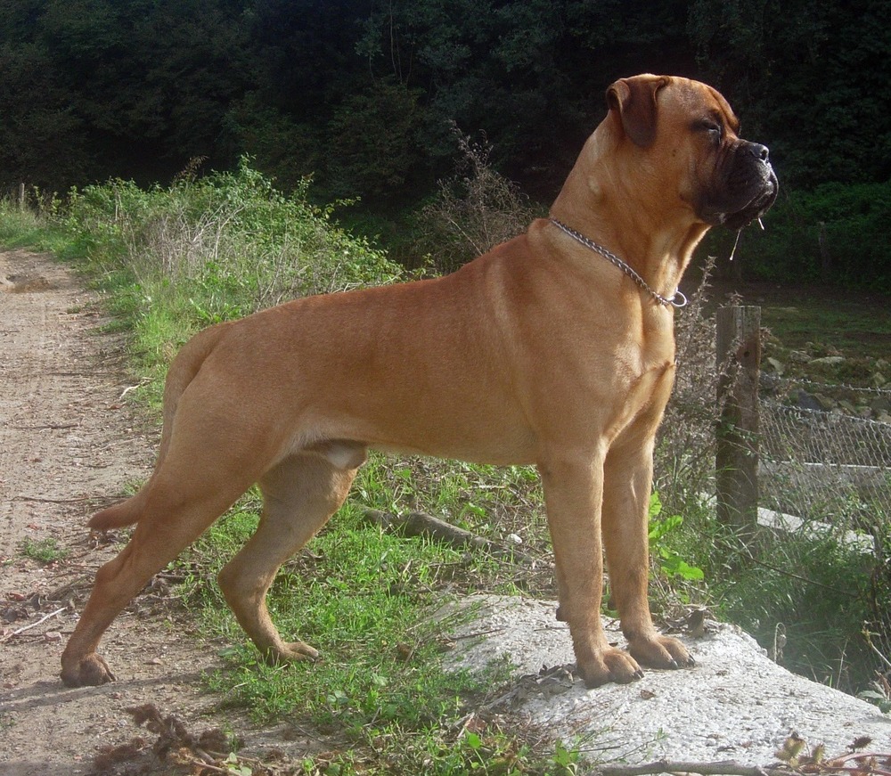 Bullmastiff standing alert outdoors