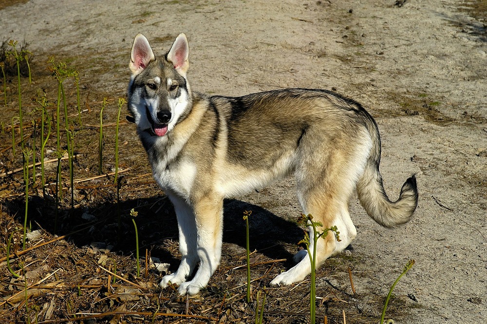 Northern Inuit Dog with dense fur in profile