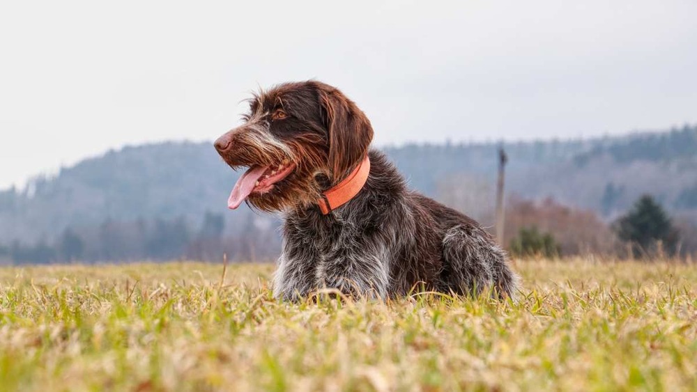 Cesky Fousek standing side on