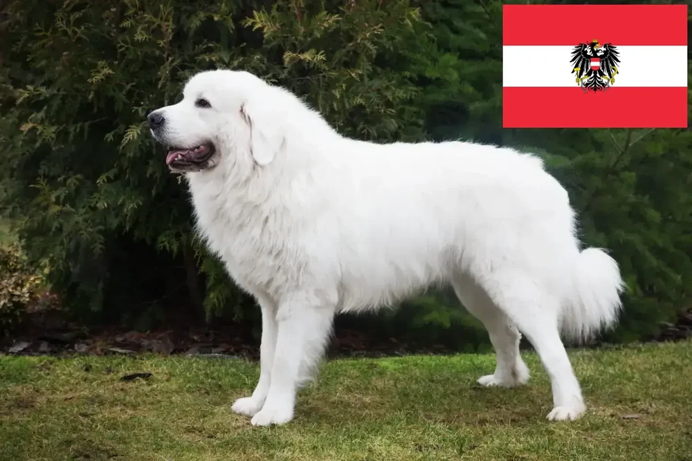 White Tatra Mountain Sheepdog close-up portrait