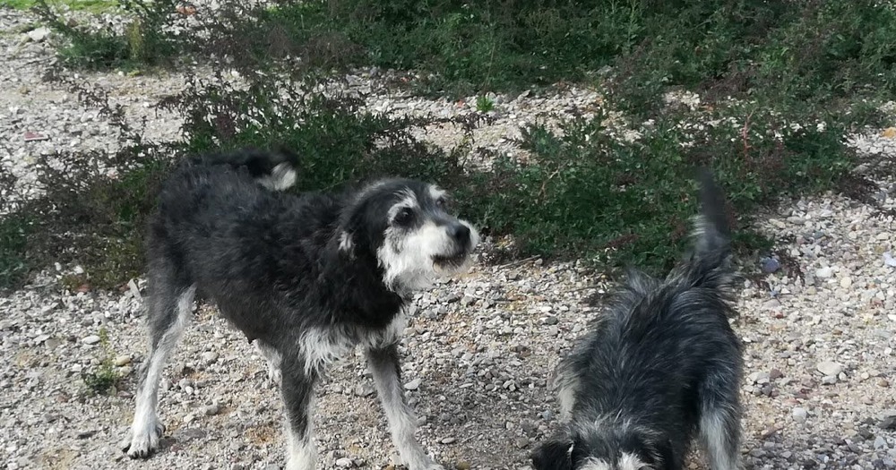 Carea Castellano Manchego profile view