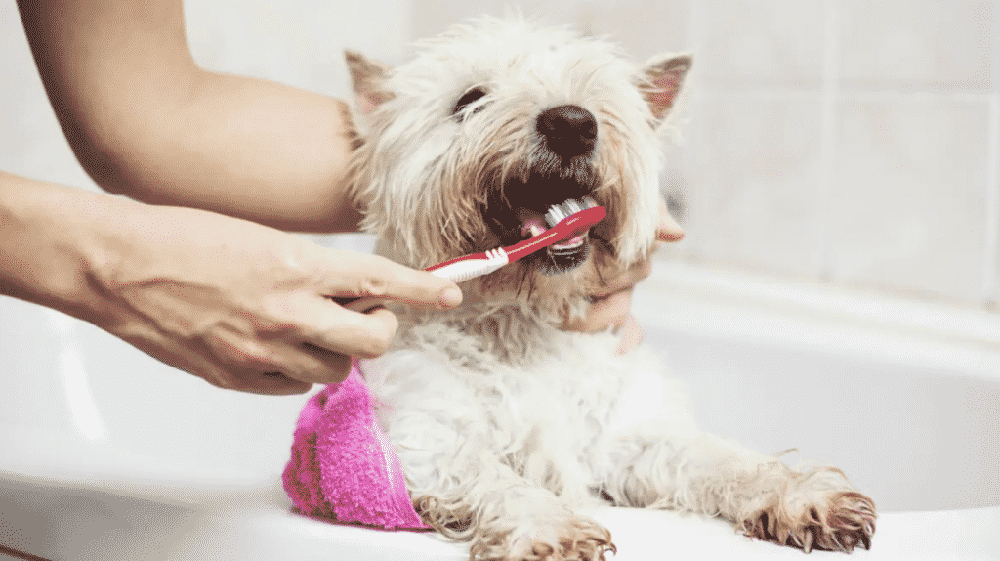 Simple icon style dog care graphic