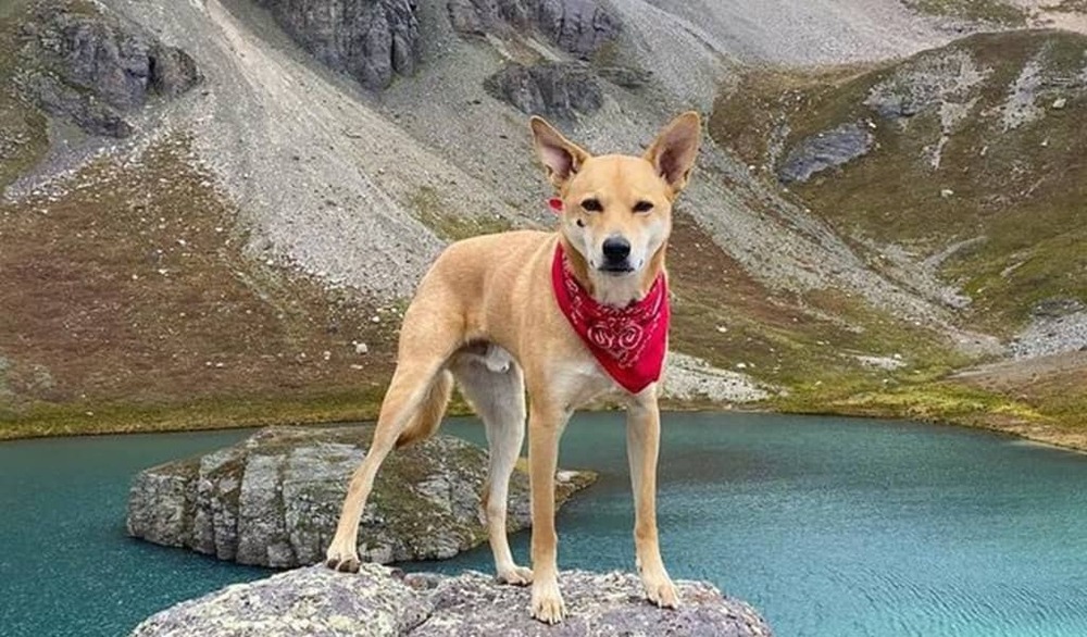 Carolina Dog close-up of coat and face