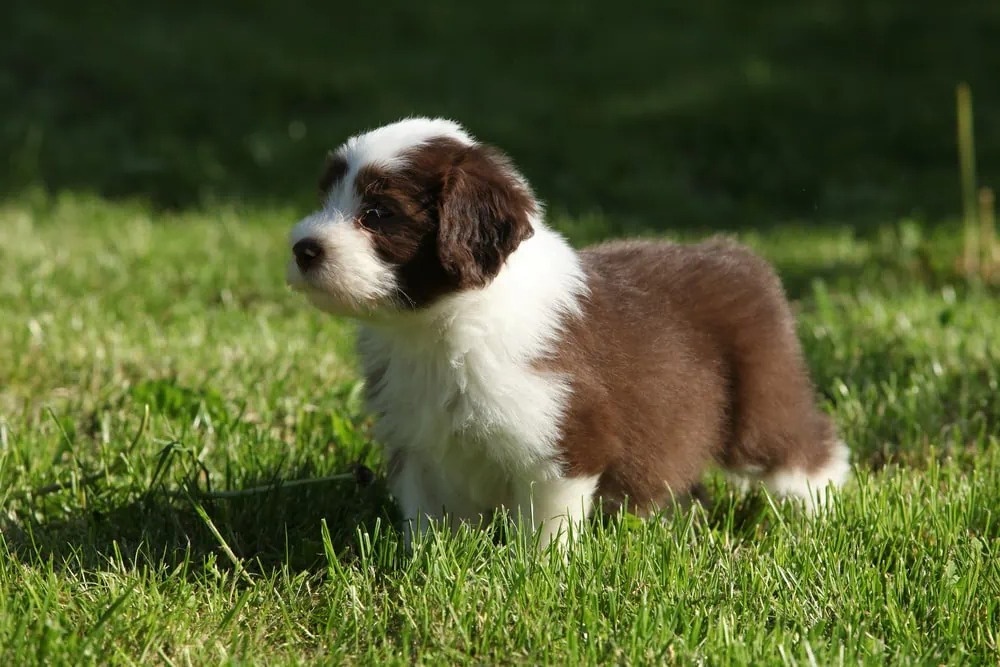 Long coated dog looking to the side