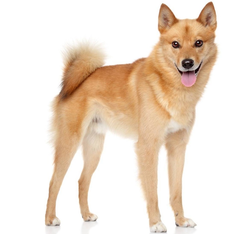 Finnish Spitz profile with red-gold coat