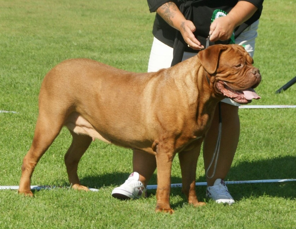 Dogue de Bordeaux resting calmly