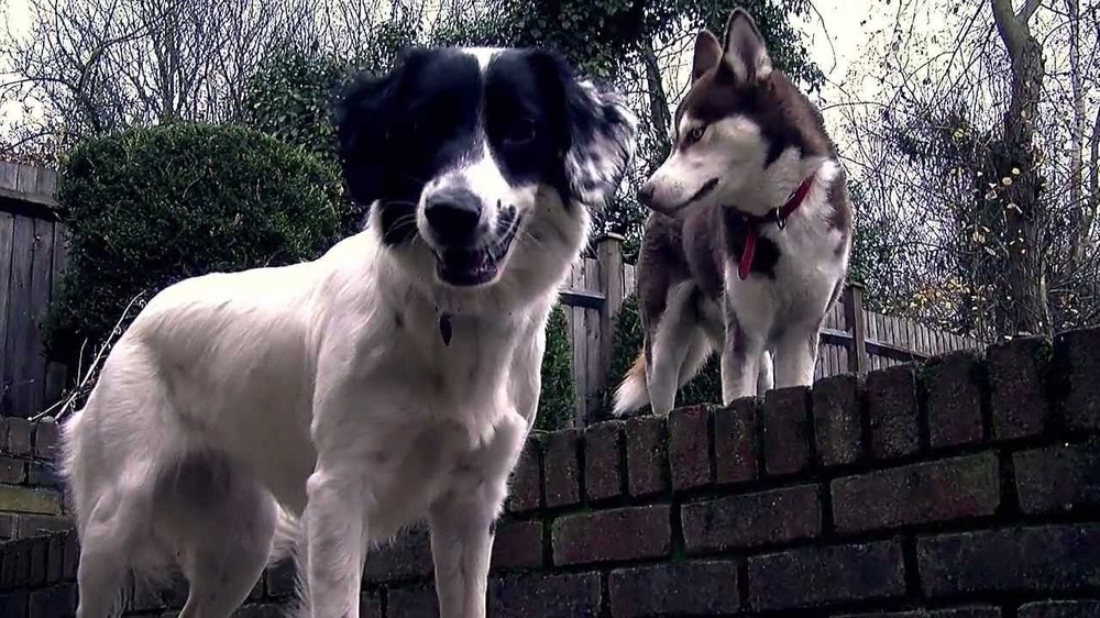 Dog looking attentive outdoors