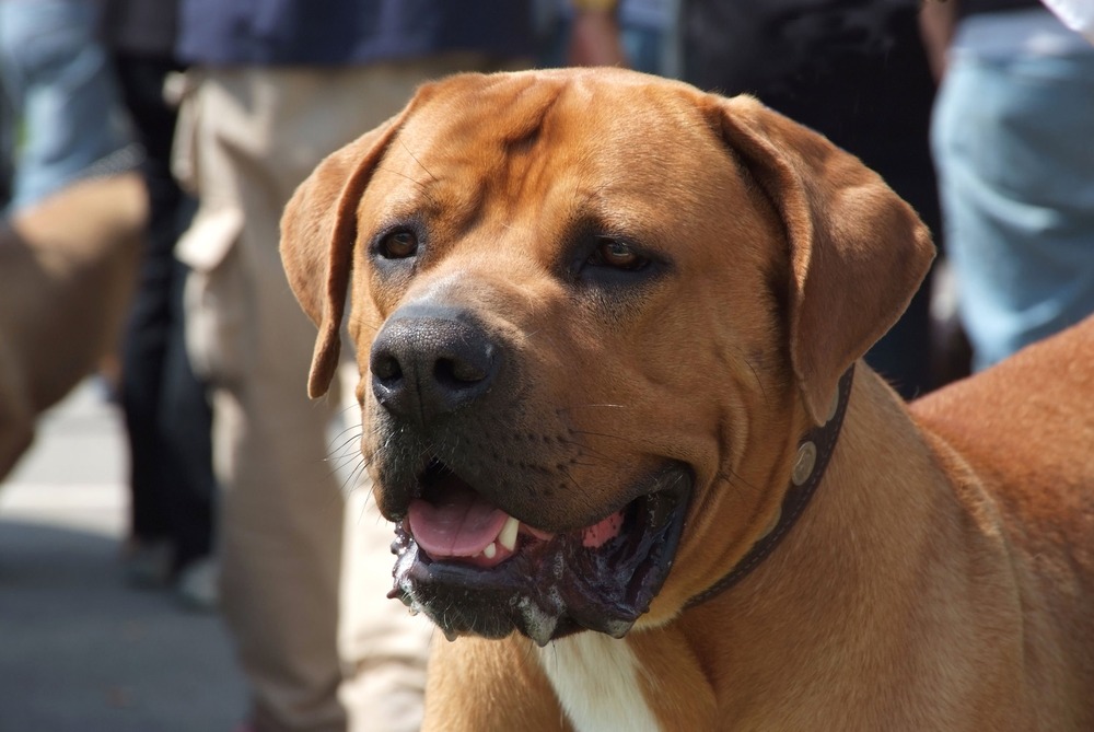 Danish Spitz standing on grass