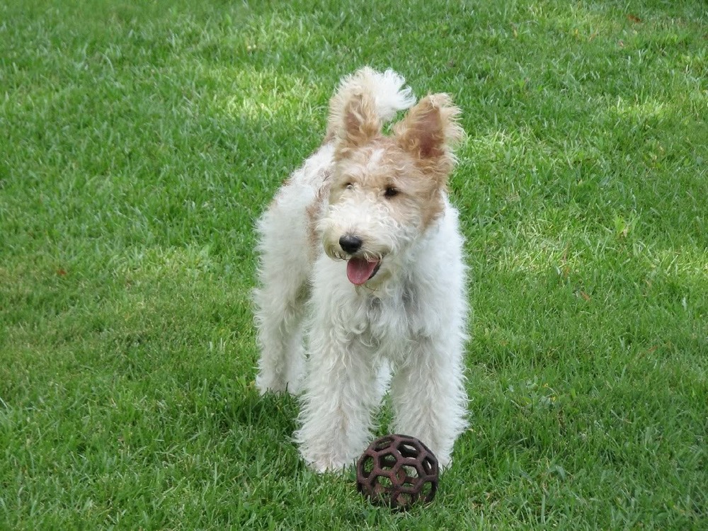 Fox terrier sitting attentively with head slightly tilted