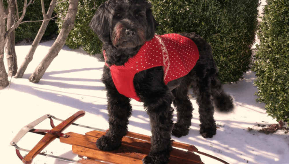 Portuguese Water Dog coat texture close up