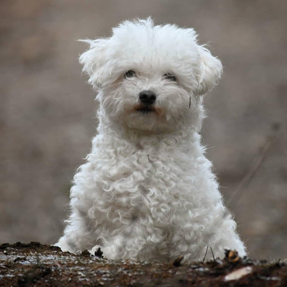 Bolognese dog sitting with fluffy white coat