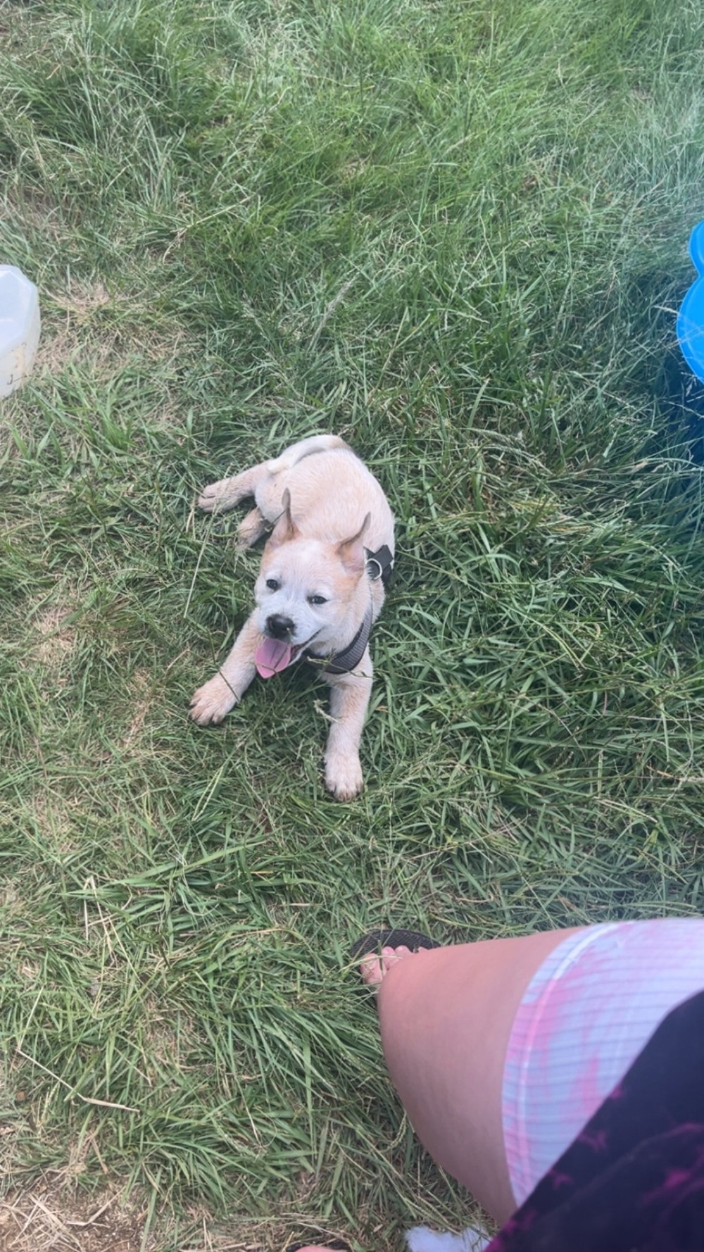 Australian Cattle Dog standing alert outdoors