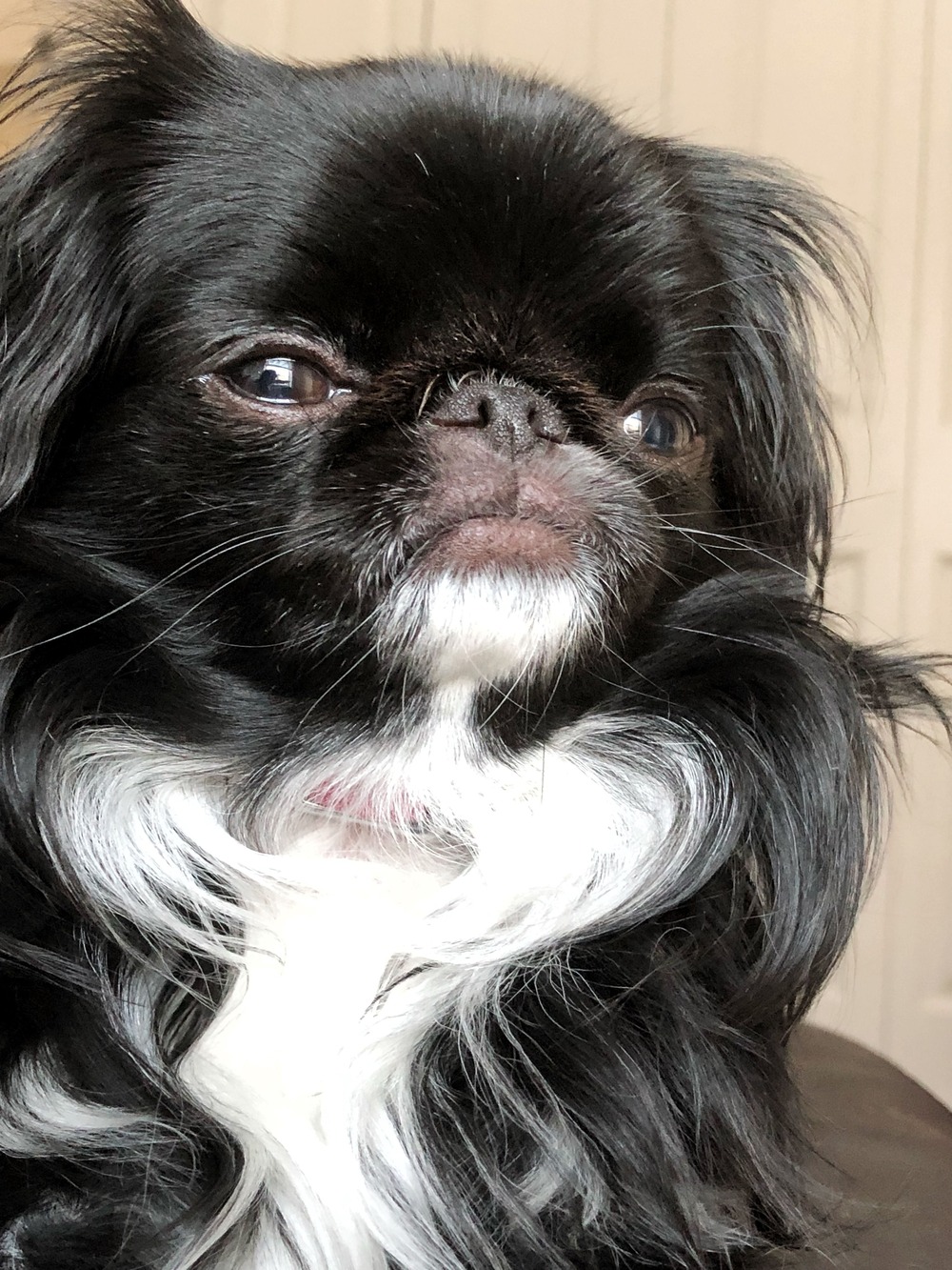 Japanese Chin resting on a cushion