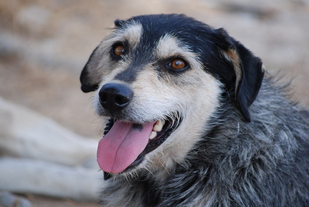 Carea Castellano Manchego standing outdoors