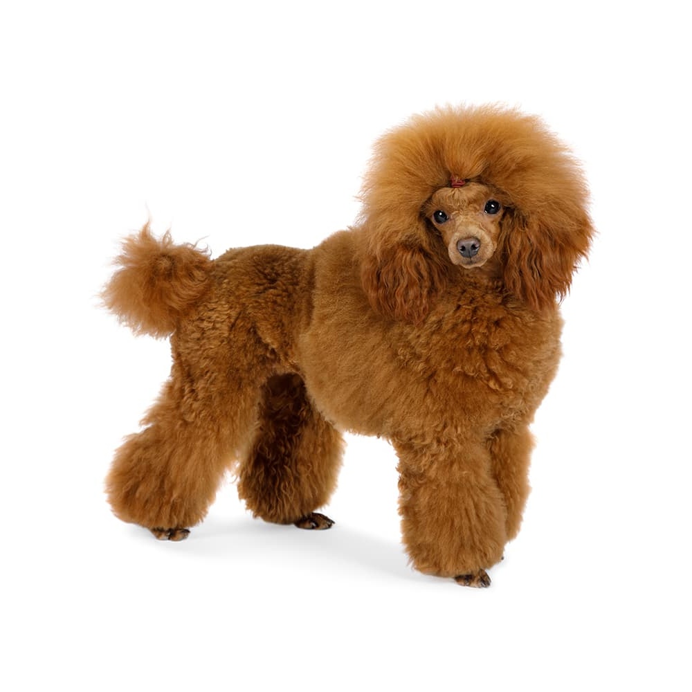 Toy Poodle standing alert