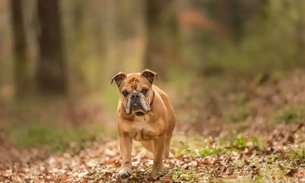 Continental Bulldog standing side-on