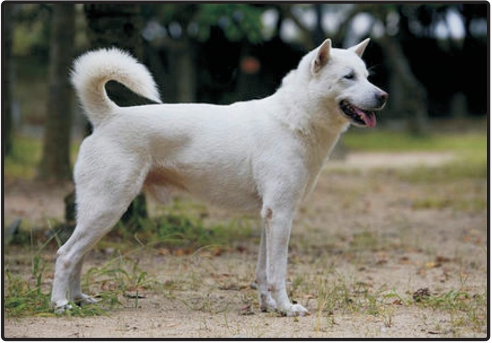 Close-up of Kishu dog coat and face