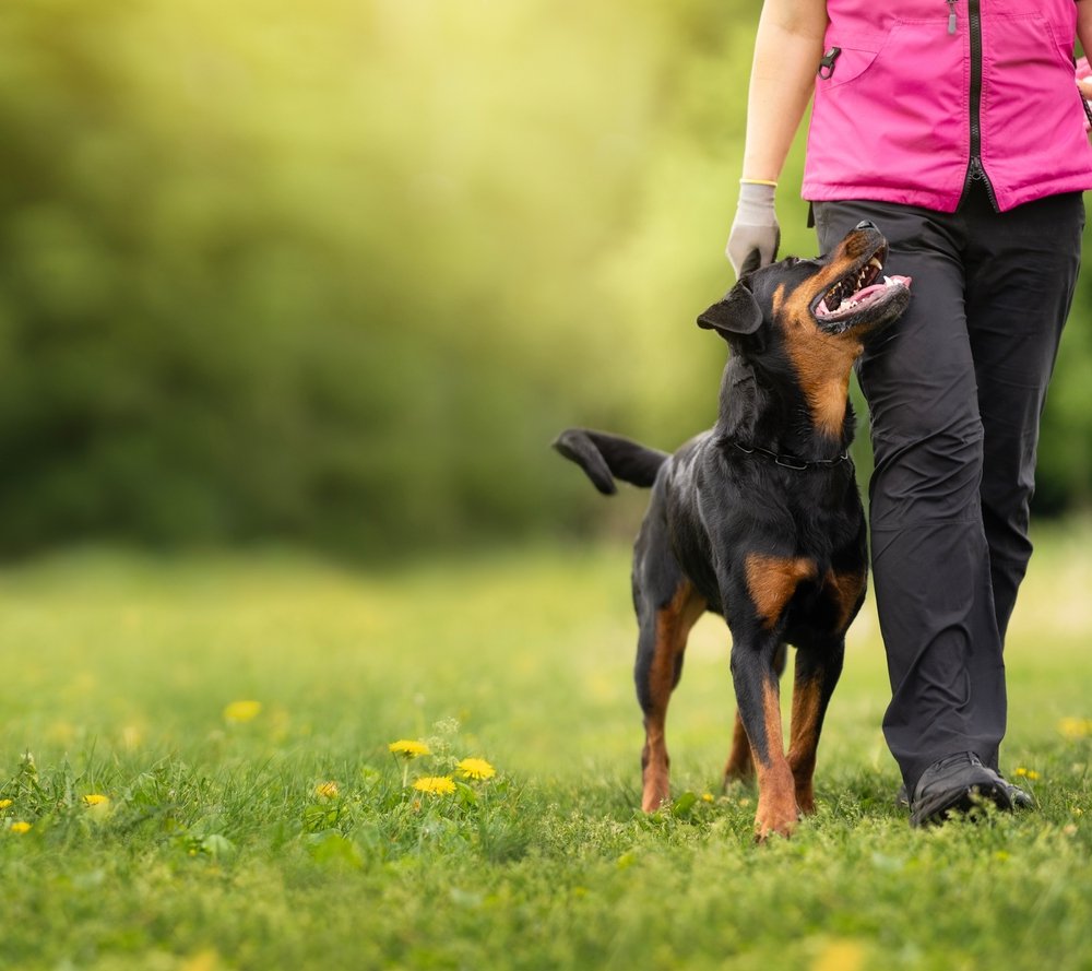 Gentle patting on dog chest and shoulder