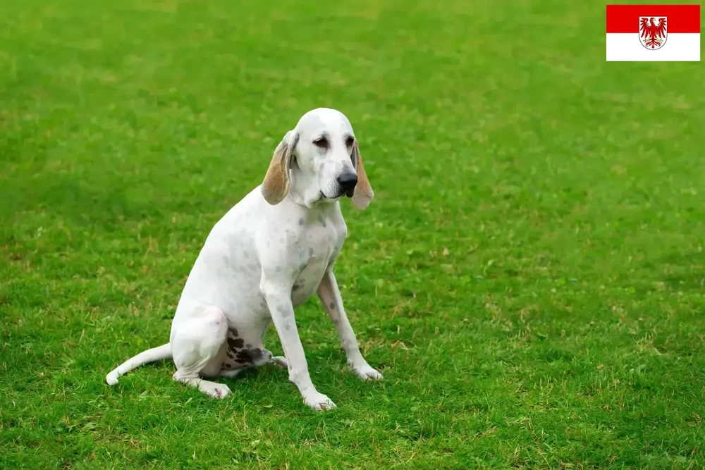 Billy hound standing outdoors