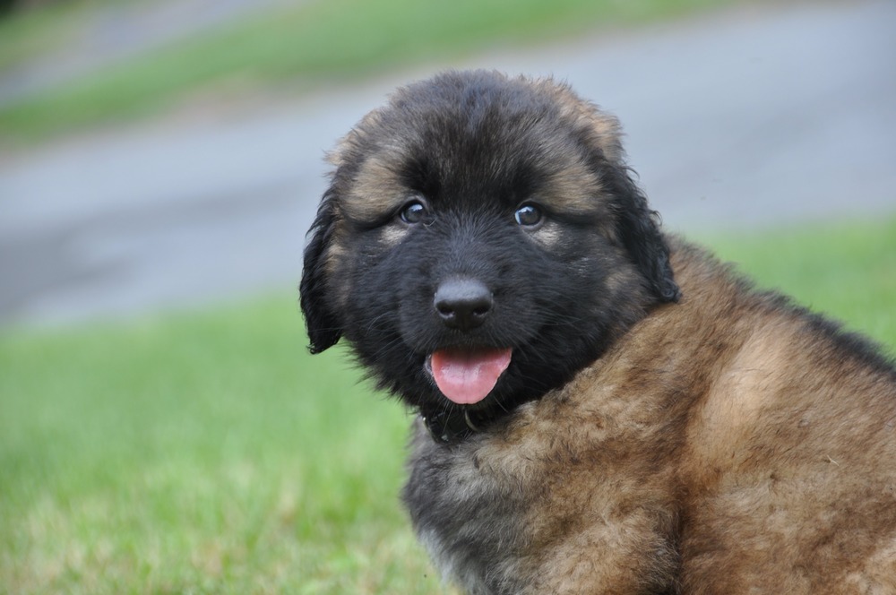 Estrela Mountain Dog in a grassy area