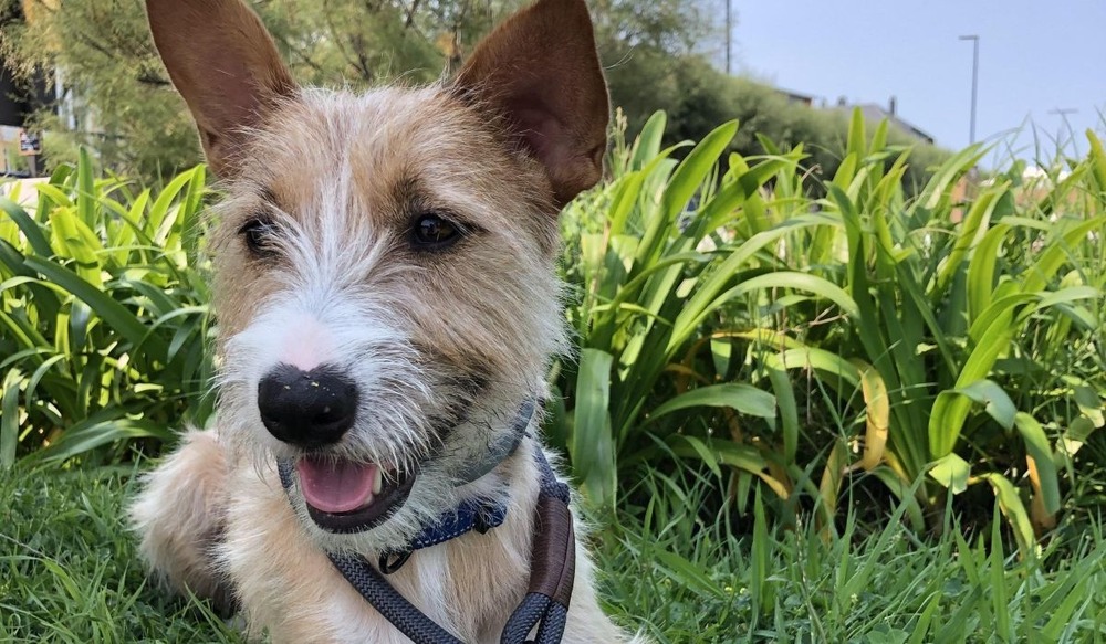 Portuguese Podengo standing alert outdoors