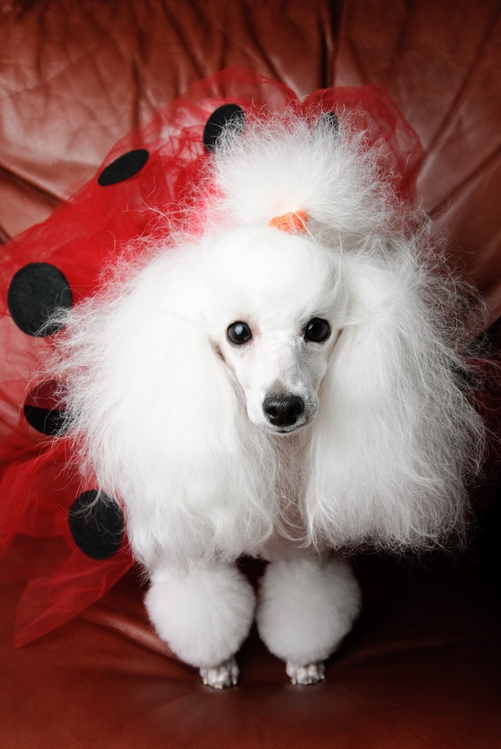Toy Poodle sitting outdoors